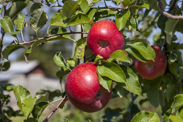 France. Tarn et Garonne, Pommes Fuji