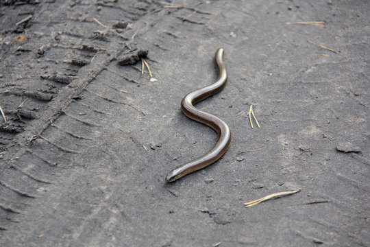   Save Download Preview Legless lizard Scheltopusik is scientifically known as Pseudopus apodus