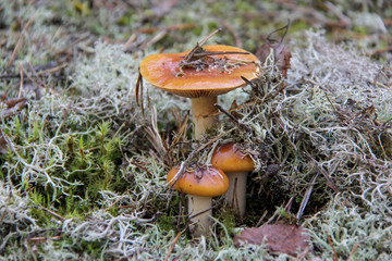  Mushroom. A large mushroom. A beautiful mushroom in the forest. Mushroom in the moss.