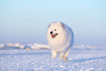 White dog samoyed running through the snow