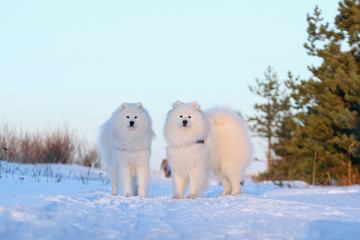 White dog samoyed running through the snow