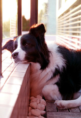 Unhappy and tired Border Collie dog watch outside from the building
