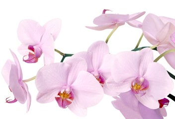 Naklejka na ściany i meble pink orchid flowers