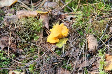  Mushroom. A large mushroom. A beautiful mushroom in the forest. Mushroom in the moss.