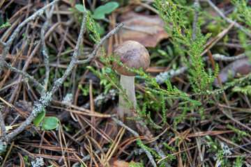  Mushroom. A large mushroom. A beautiful mushroom in the forest. Mushroom in the moss.