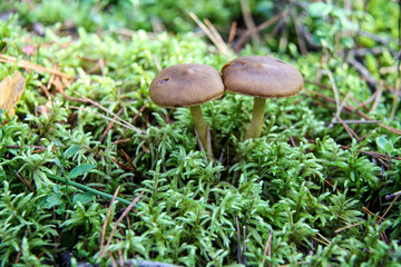  Mushroom. A large mushroom. A beautiful mushroom in the forest. Mushroom in the moss.