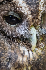 Very close image of the beak and eye od a woodford owl in upright vertical format