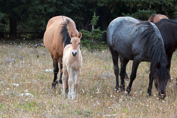 Wild Horses - Baby foal colt (dun coloring) with mother and herd (band) in the Pryor Mountains Wild...