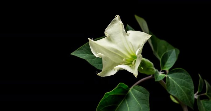 Blooming of datura flower, dope, stramonium, thorn-apple, jimsonweed. 4K timelapse video