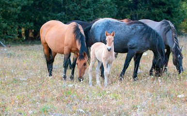 Wild Horses - Baby foal colt (dun coloring) with mother and herd (band) in the Pryor Mountains Wild Horse Range on the border of Montana and Wyoming United States