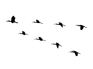 Glossy ibis (Plegadis falcinellus) wedge in flight. Vector silhouette a flock of birds