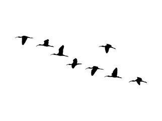 Glossy ibis (Plegadis falcinellus) wedge in flight. Vector silhouette a flock of birds