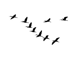 Glossy ibis (Plegadis falcinellus) wedge in flight. Vector silhouette a flock of birds