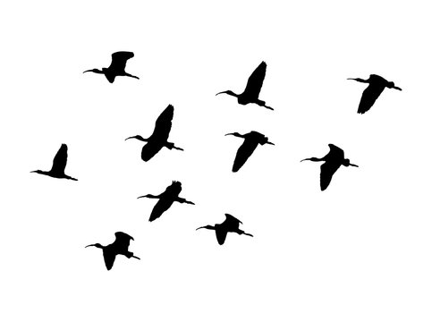 Glossy ibis (Plegadis falcinellus) flock in flight. Vector silhouette of birds