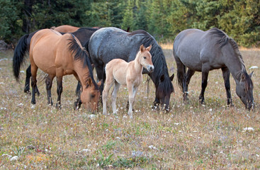 Obraz na płótnie Canvas Wild Horses - Baby foal colt (dun coloring) with mother and herd (band) in the Pryor Mountains Wild Horse Range on the border of Montana and Wyoming United States
