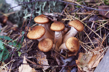 Forest mushrooms.