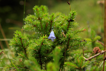 Glockenblume