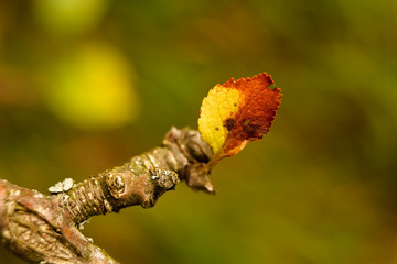 Autumn scene, colorful leaves of trees