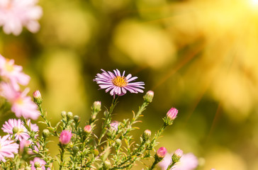 Beautiful Chrysanthemum