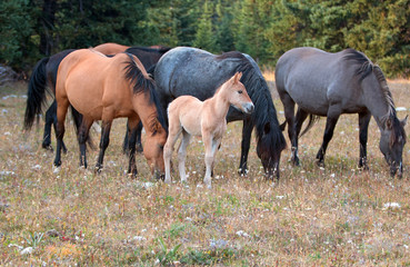 Obraz premium Wild Horses - Baby foal colt with mother and herd (band) in the Pryor Mountains Wild Horse Range on the border of Montana and Wyoming United States