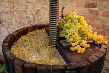 Grape harvest: Wine press with white must and bunch of grapes 
