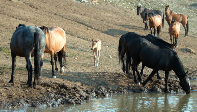 Wild Horses - Baby foal colt (dun coloring) with mother and herd (band) at the watering hole in the Pryor Mountains Wild Horse Range on the border of Montana and Wyoming United States