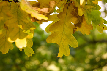 Fototapeta premium Autumn scene, colorful leaves of trees