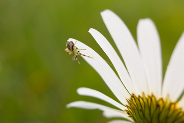 Obraz premium Spider on Daisy