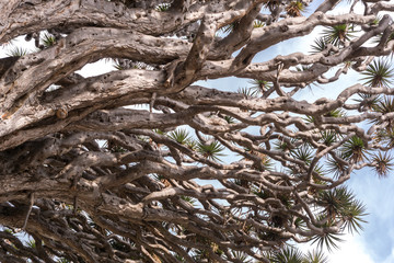 el drago milenario - dragon tree branches