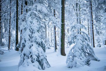 Zwei einsame Bäume im winterlichen bayerischen Wald
