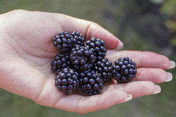 berries blackberries on the palm.