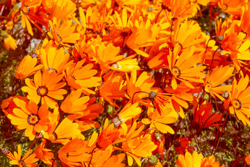 South African Northern Cape wild flowers in the spring at the old O'Kiep copper mine.