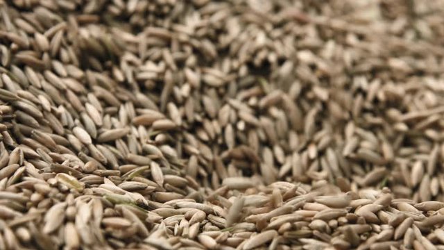 Female hand grabbing and pouring organic rye grains