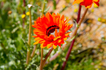 Obraz premium South African wild flowers in spring in the Northern Cape of South Africa.