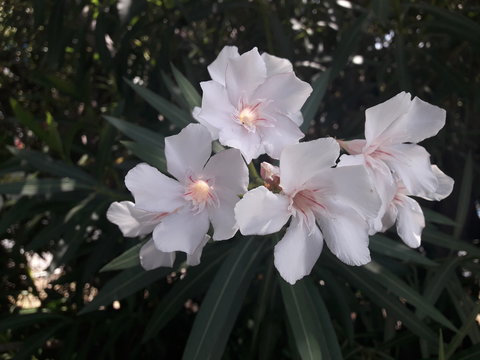 FLORES SILVESTRES 