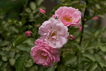 pink flower spring natura  tree garden plant beauty flora rose