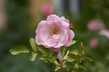 pink flower spring natura  tree garden plant beauty flora rose