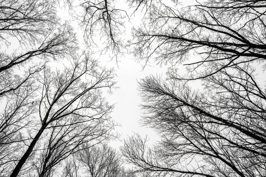 Branches of tree tops textured winter forest background