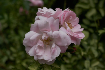 pink flower spring natura  tree garden plant beauty flora rose