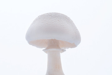 mushroom on white background - Leucoagaricus leucothites