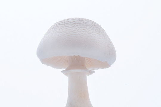 mushroom on white background - Leucoagaricus leucothites