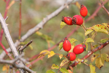 rose hips