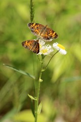 Twin Butterflies on Daisies