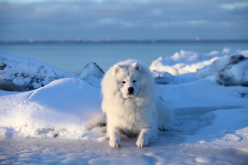 White fluffy dog,Samoyed sits on the snow