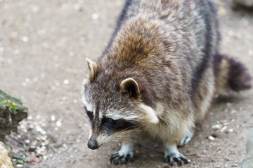 American Racoon in a zoo