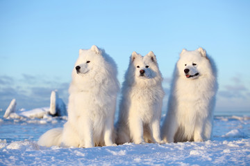 White fluffy dog,Samoyed sits on the snow
