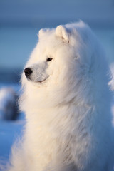 Obraz premium Portrait of a white samoyed dog