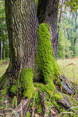 Obraz premium Mech na pniu