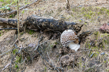 Brązowy muchomorek © Jacek