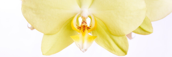Gelbe Phalaenopsis Orchidee isoliert vor weißem Hintergrund - Banner